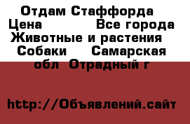 Отдам Стаффорда › Цена ­ 2 000 - Все города Животные и растения » Собаки   . Самарская обл.,Отрадный г.